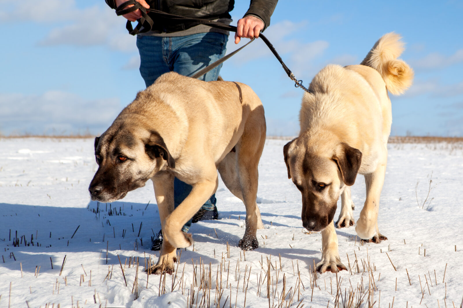 Two Turkish Kangal dogs, led on a leash by their owner in the winter pasture, showcasing their ability to guard livestock in the harshest conditions. (Adobe Stock Photo)