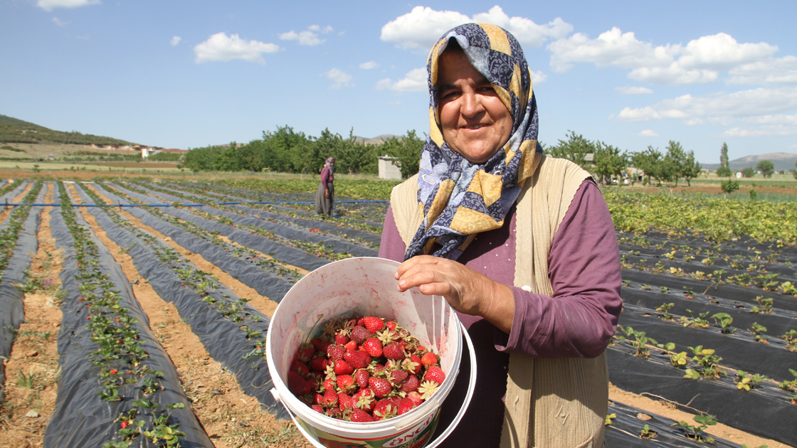 Woman with Huyuk strawberries in a bucket. (AA Photo) 