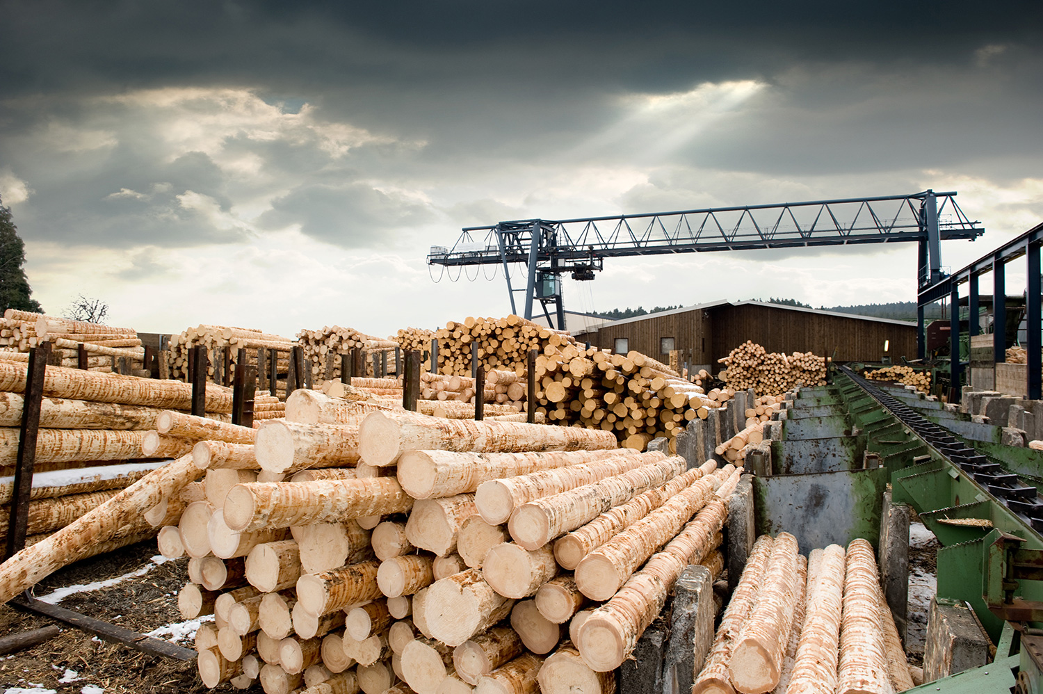 Logs waiting to become paper (Photo via Esco Group)