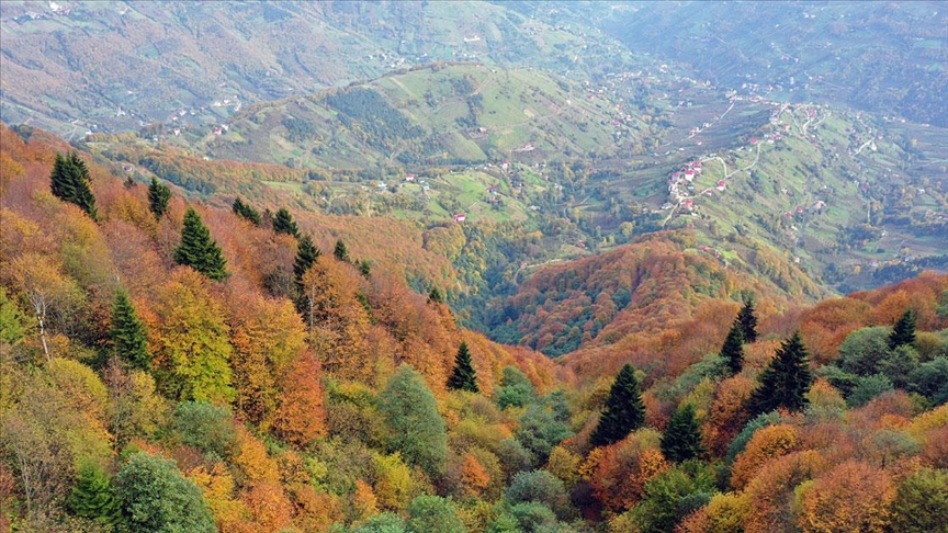 Explore the stunning Hidirnebi Plateau Trail in Trabzon – a lush haven for nature lovers and photography enthusiasts alike. Experience the serenity of its rich vegetation and vibrant forests. September, 2024. (Photo AA)