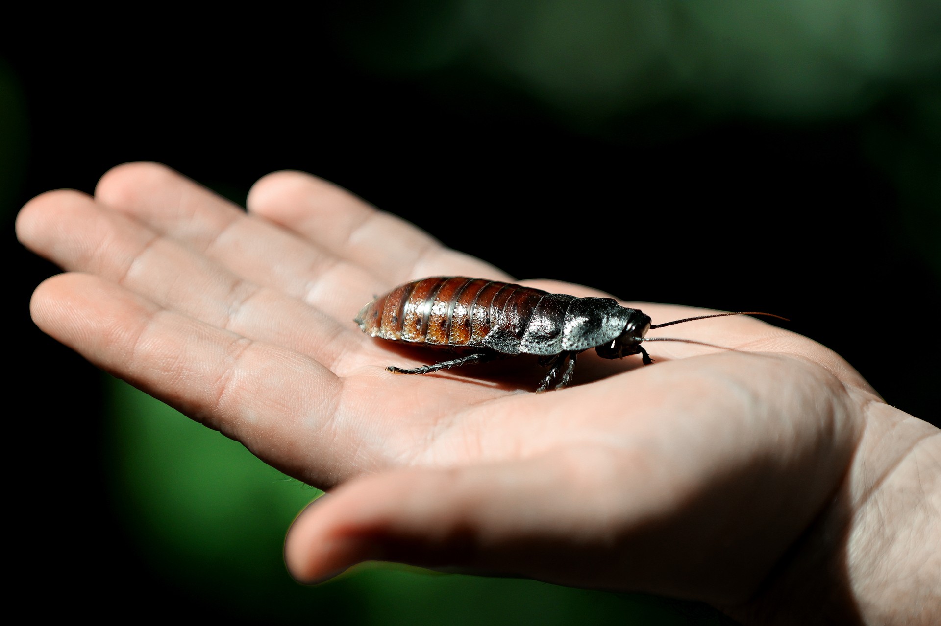 Visitors flock to Türkiye’s Tropical Butterfly Garden for Madagascar hissing cockroaches