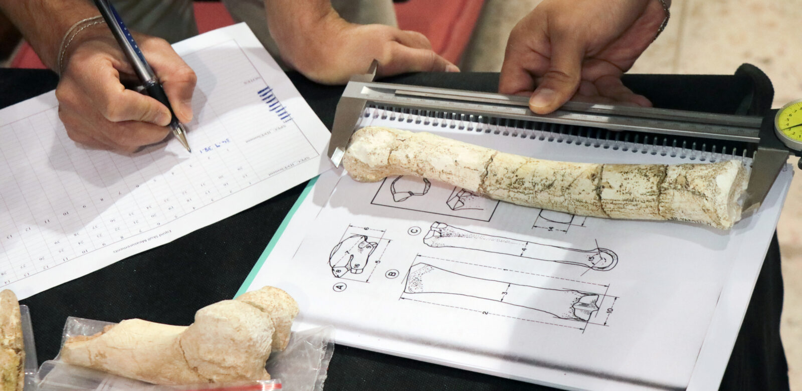 A large number of animal fossils, estimated to be 7.5 million years old, were uncovered this year during excavations around Yamula Dam in Kayseri, Türkiye, October 10, 2024 (AA Photo)