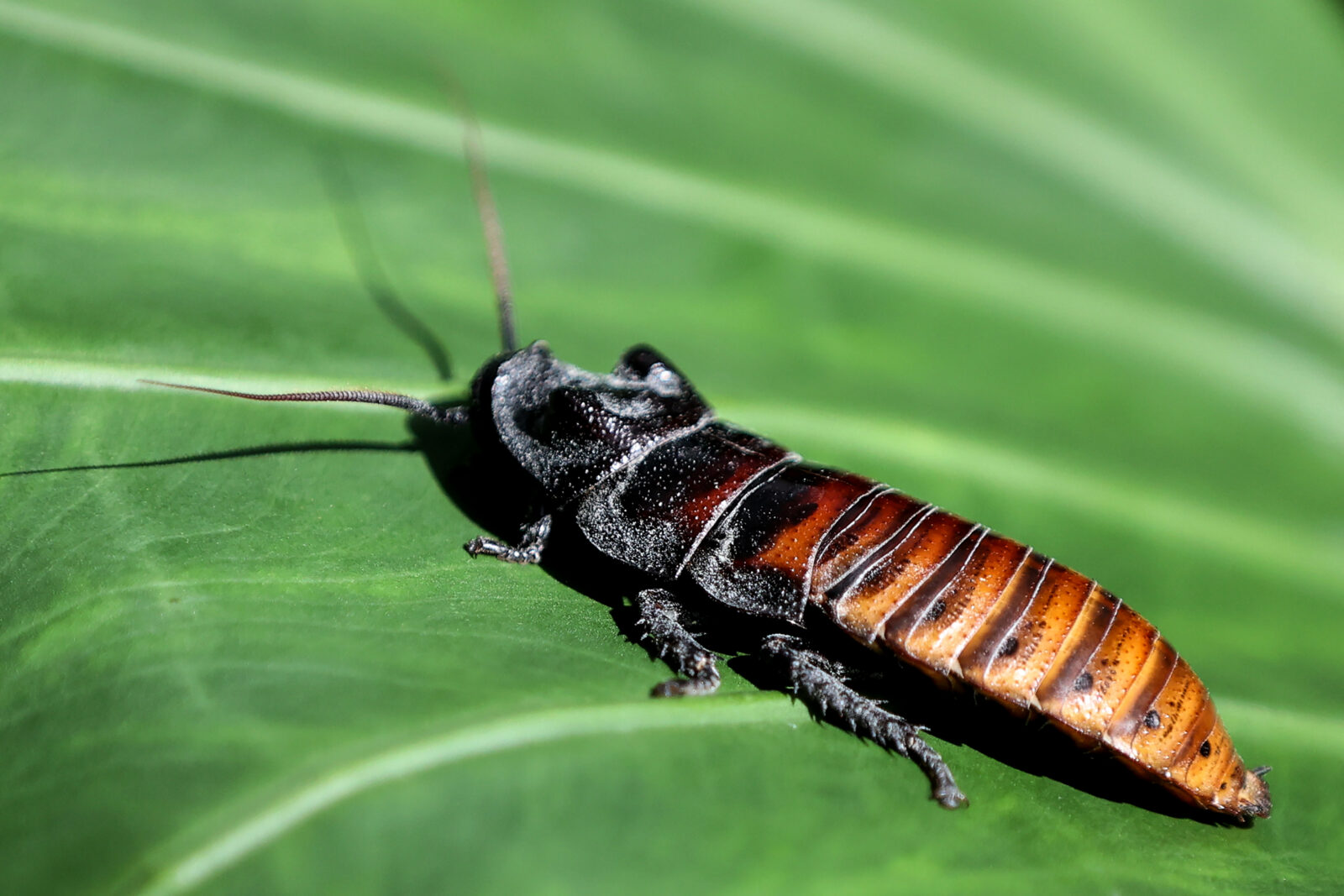 A Madagascar hissing cockroach is seen at Konya Tropical Butterfly Garden, which includes tropical plants brought from all over the world in Konya, Türkiye, October 6, 2024 (AA Photo)