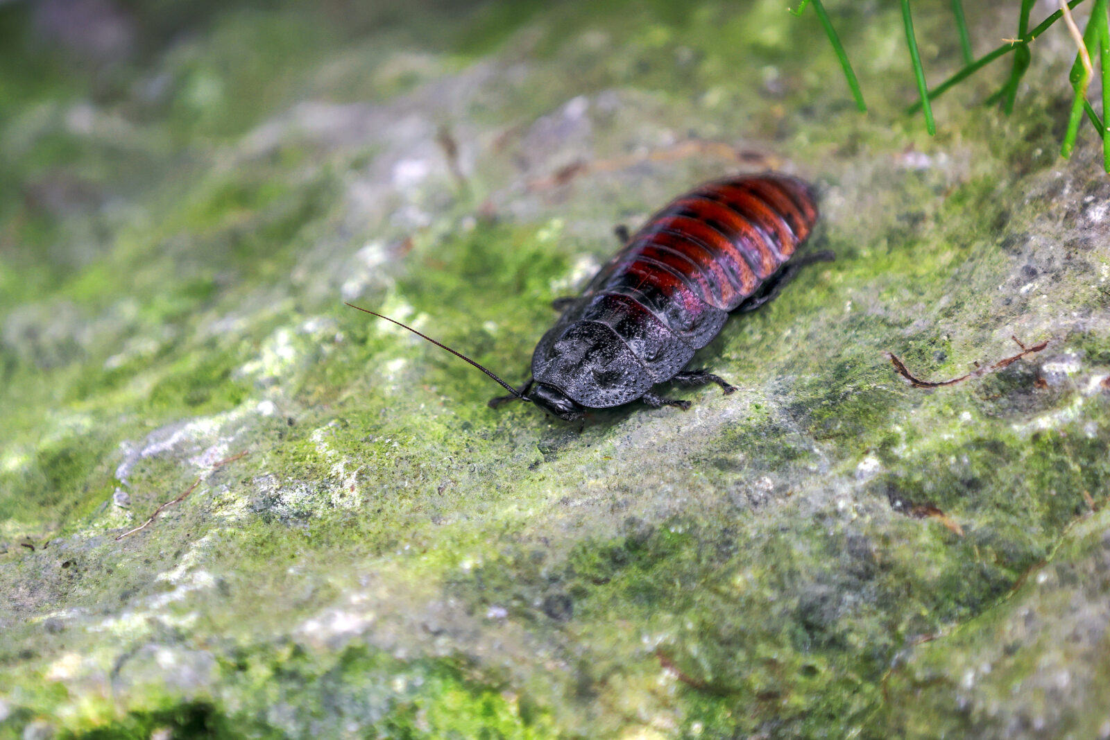 A Madagascar hissing cockroach is seen at Konya Tropical Butterfly Garden, which includes tropical plants brought from all over the world in Konya, Türkiye, October 6, 2024. (AA Photo)