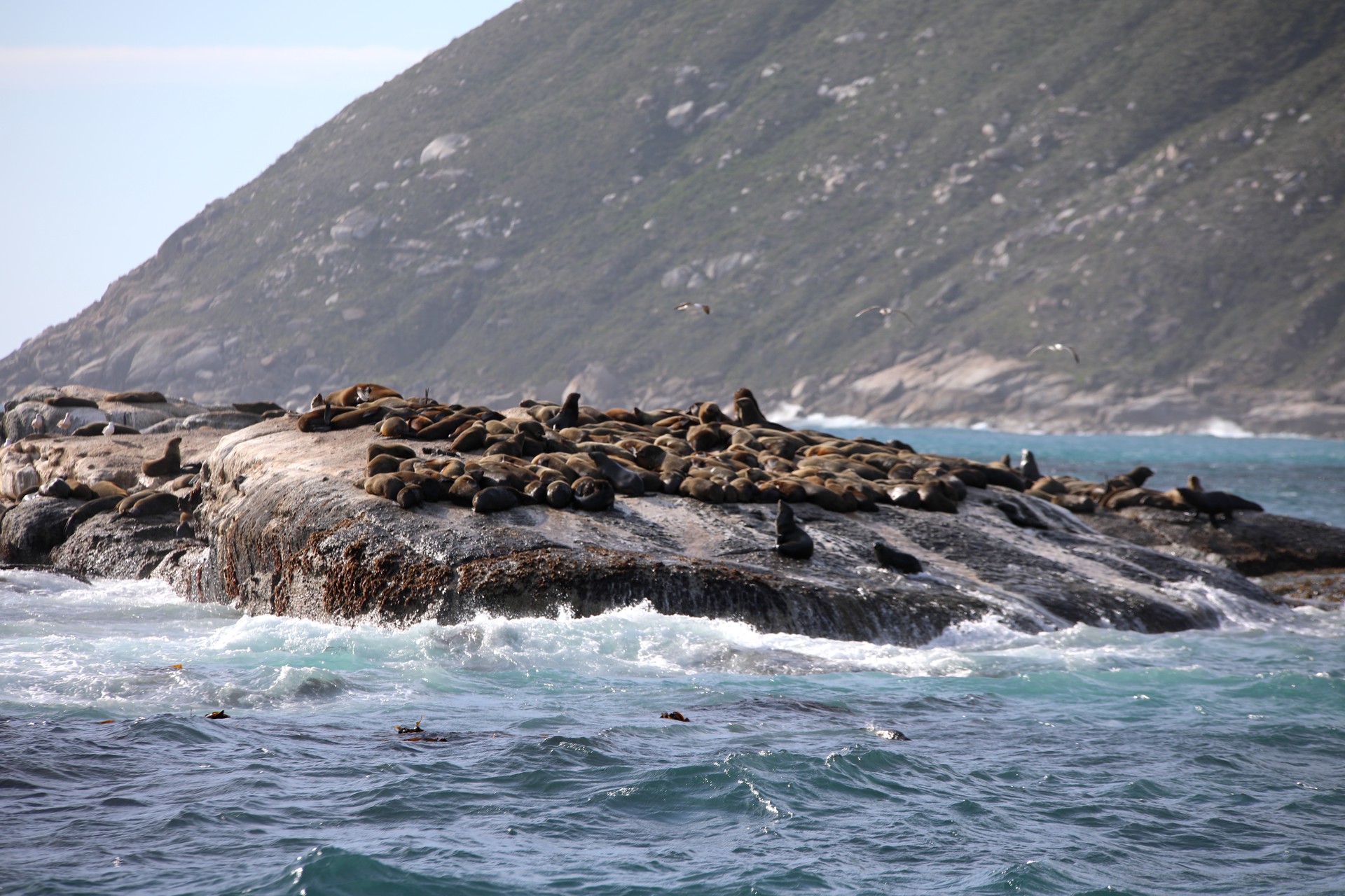 Unprecedented rabies outbreak among Cape fur seals in South Africa raises alarm