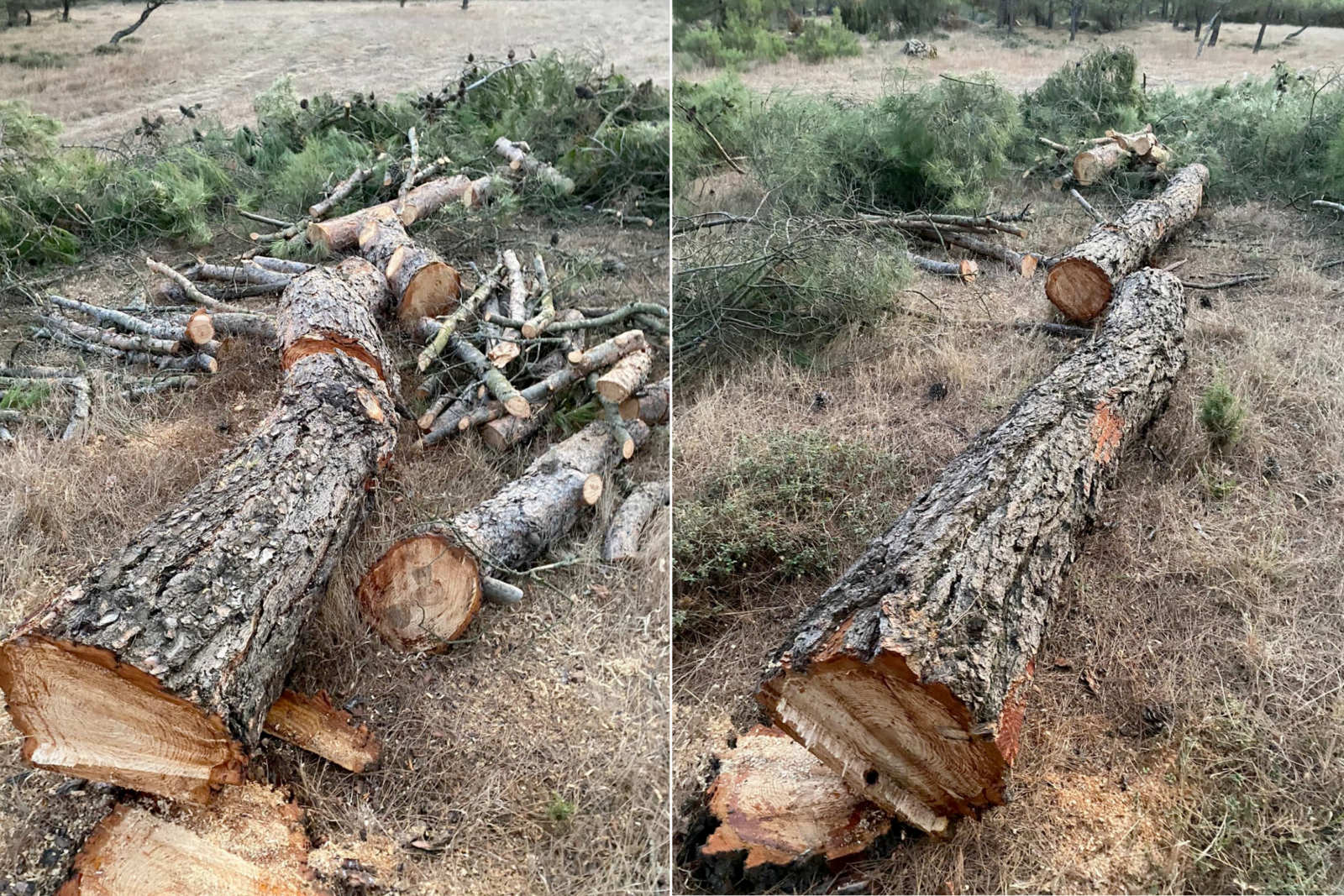 Cengiz Holding's tree-cutting operations in Mount Ida have begun, Türkiye, October 31, 2024. (Photo via X)