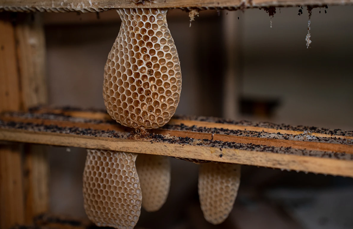 Destroyed beehive frames sit in a corner at a honey producer’s warehouse, in Ciftlikkoy, Yalova, Türkiye, 2023. (Photo via We Animals / Havva Zorlu)