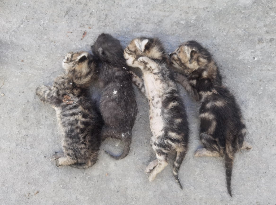 51 killed stray cats and dogs found outside animal shelter in Türkiye