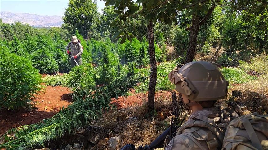 Turkish security forces cutting down drugs during a anti-PKK/YPG operation in Türkiye. (AA Photo)