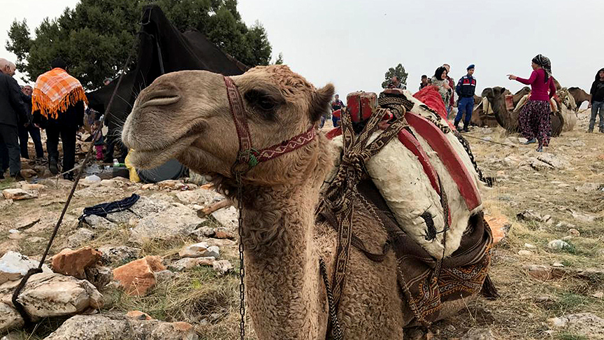 Sarikecili Yoruks, with their camels carrying belongings, continue their migration through the Taurus Mountains in Konya, Türkiye, on October 17, 2018. (AA Photo)