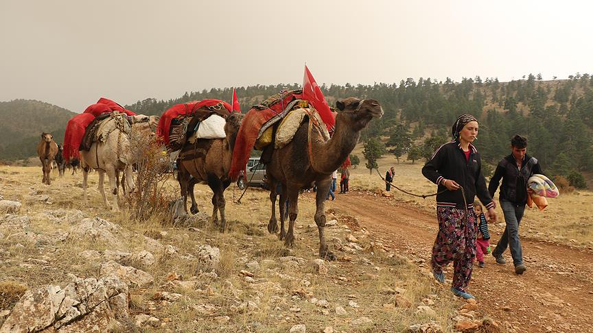 Sarikecili Yoruks, with their camels carrying belongings, continue their migration through the Taurus Mountains in Konya, Türkiye, on Oct. 17, 2018. (AA Photo)