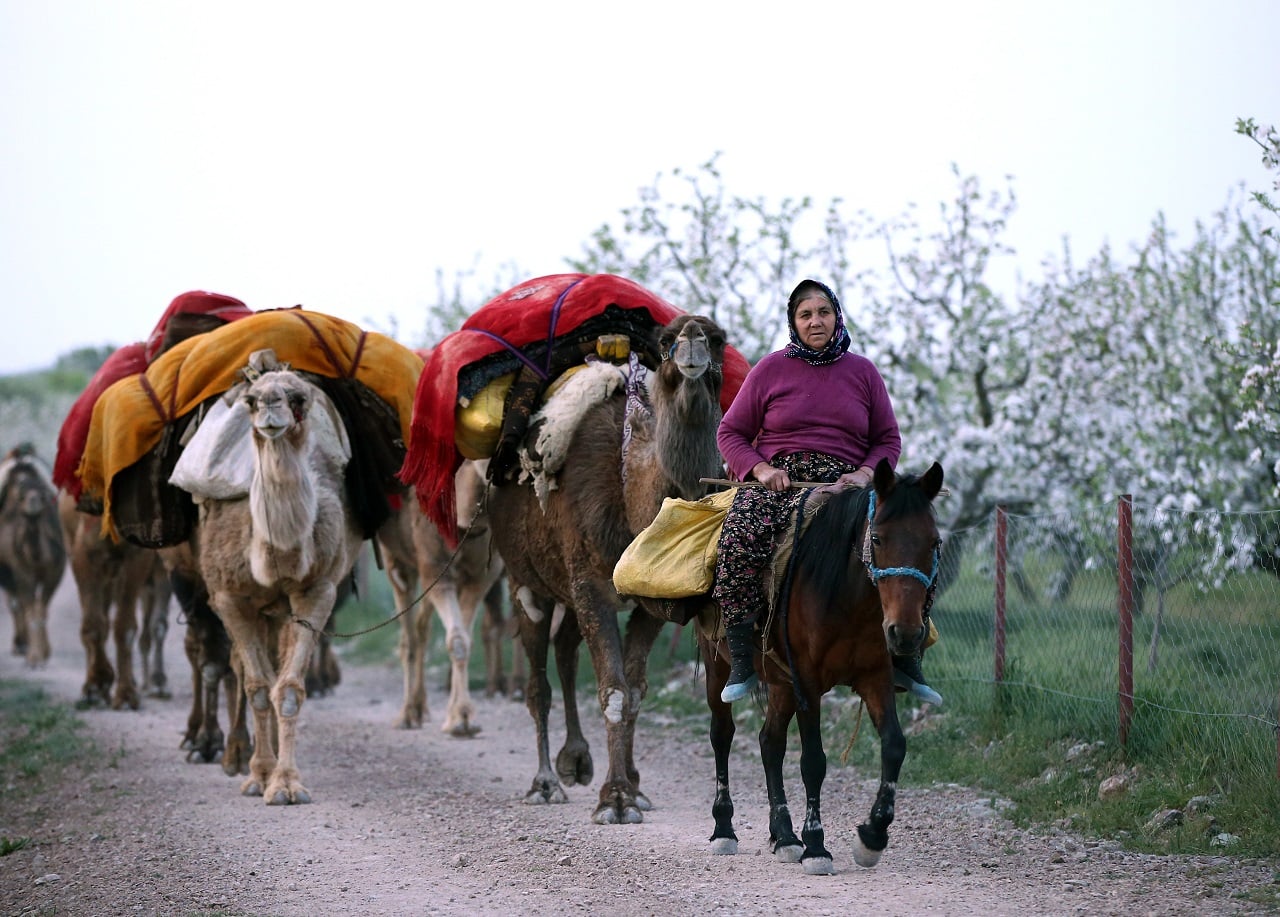 A Sarikecili Yoruk woman, one of the last remaining Anatolian nomads, leads a caravan of camels through a rural path in Konya, Türkiye, May 6, 2021. (Photo via Facebook / @Guzel Konya)