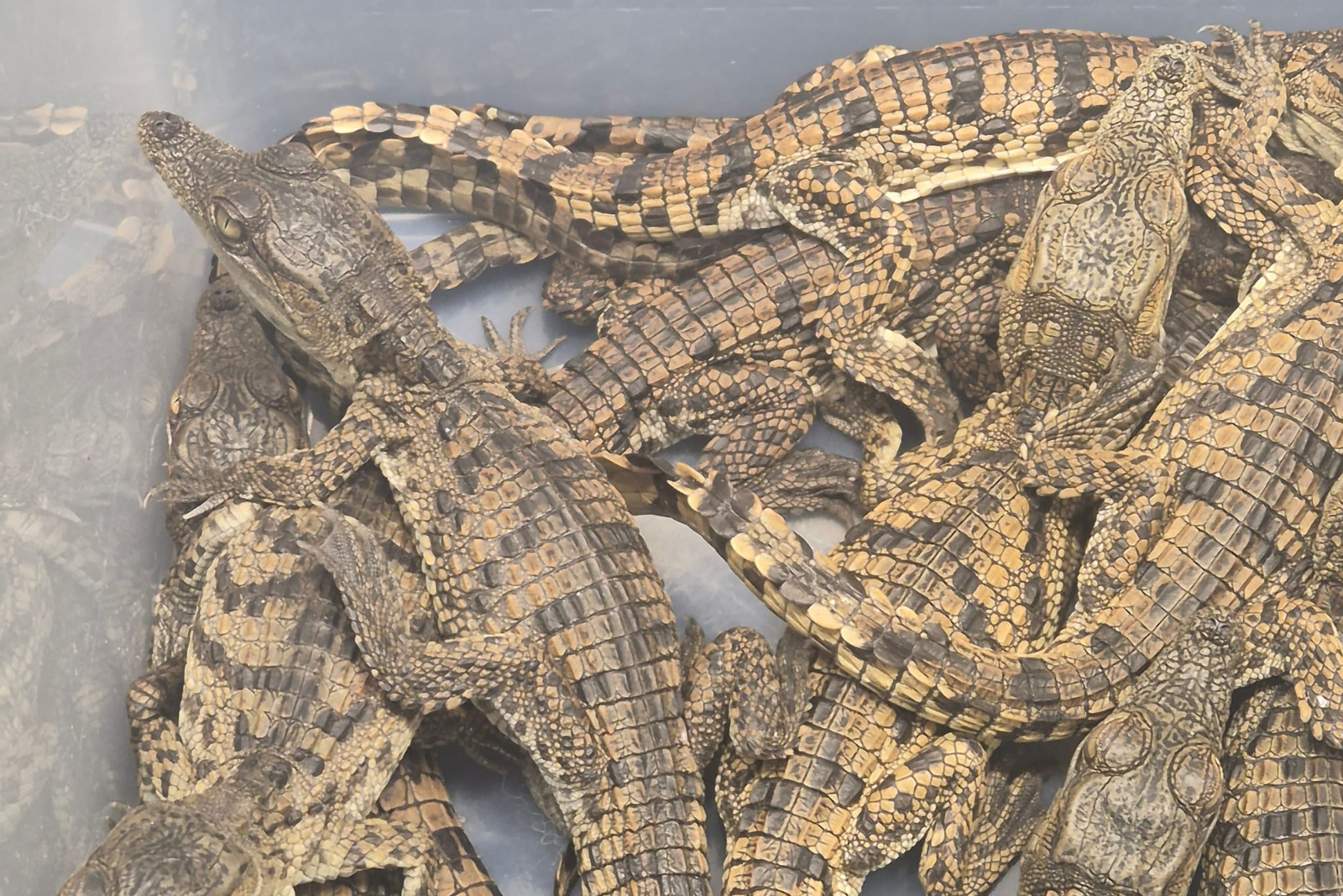 Nile crocodiles and monitor lizards smuggled into Istanbul from Egypt were handed over to teams from the Ministry of Agriculture and Forestry’s General Directorate of Nature Conservation and National Park (DKMP), Ankara, Türkiye, October 28, 2024. (AA Photo)