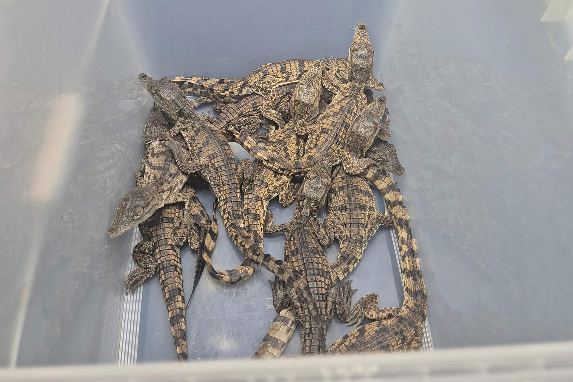 Wildlife bust in Türkiye: Customs officials seize 12 Nile crocodiles, 5 monitor lizards