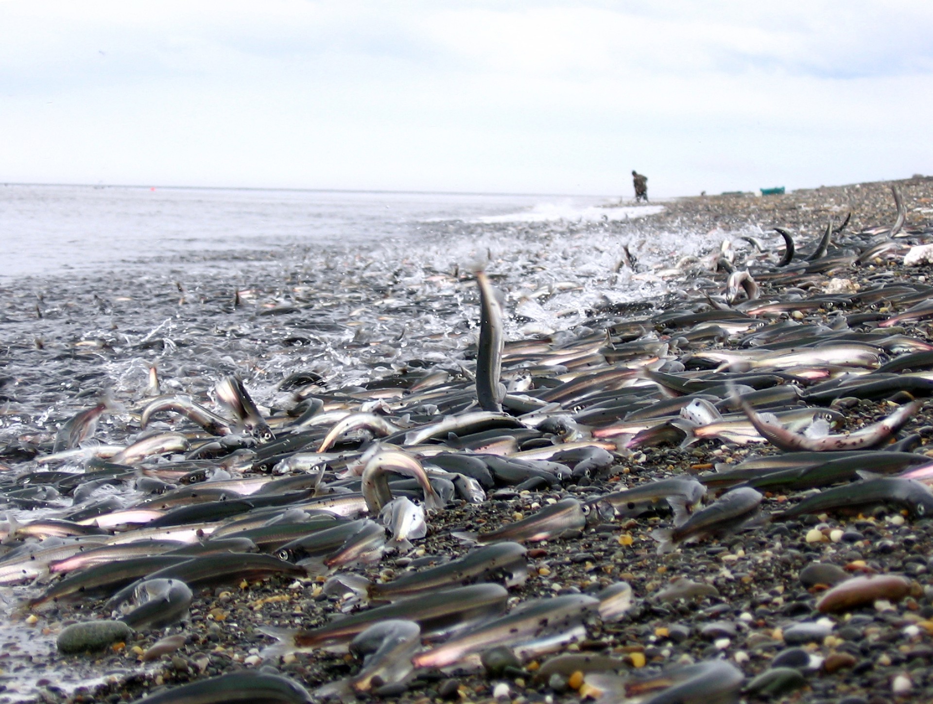 Nature's largest predation event ever recorded unfolds in Norway's waters