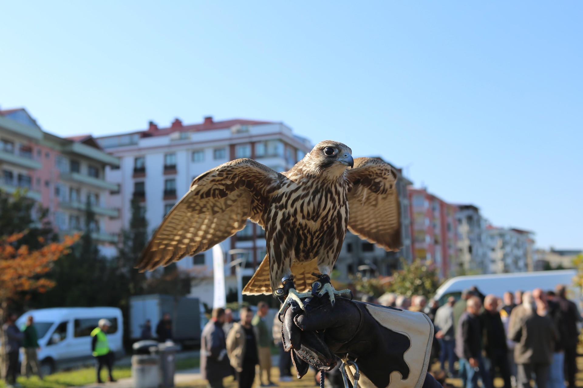 Sparrowhawk beauty and skill take center stage at Türkiye's Rize
