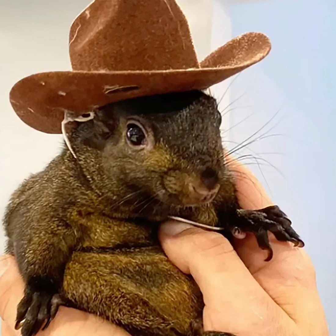 Social media star Peanut the Squirrel euthanized, inspires $2.1B meme token