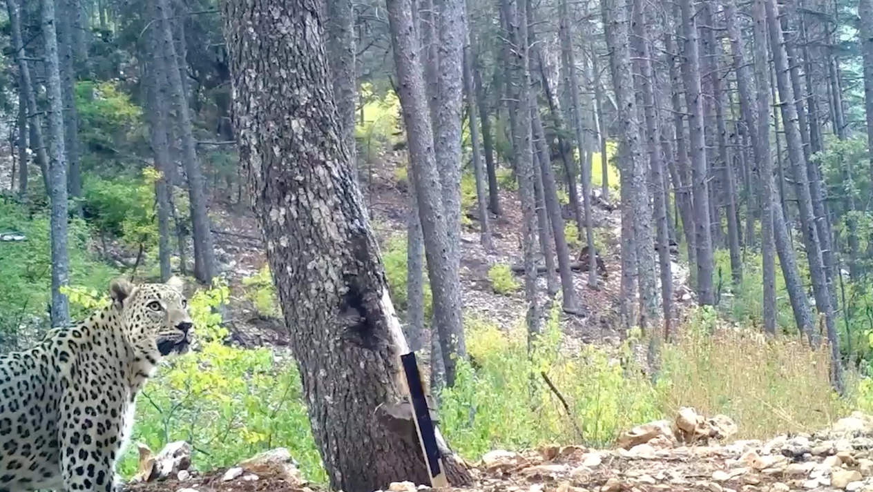 Anatolian leopard, featured in ancient Turkish sites, captured on camera