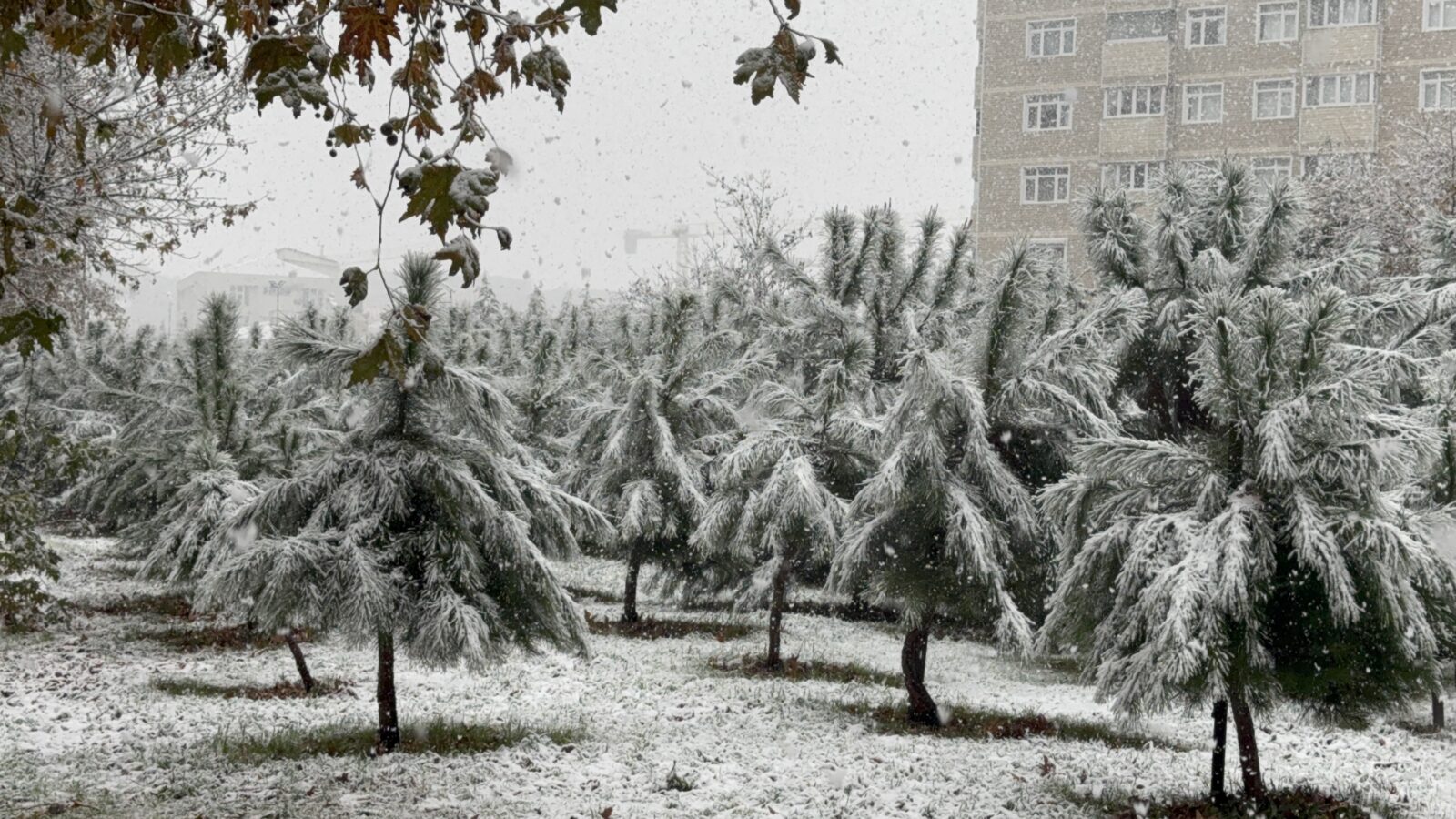 Istanbul prepares for first snowfall as cold wave sweeps Türkiye