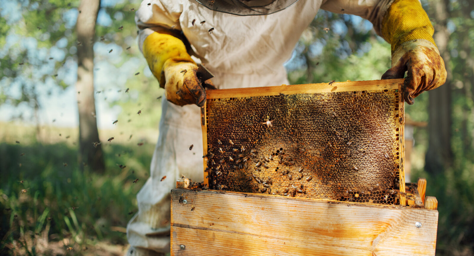 Fake honey is a rising issue in Türkiye, as authorities uncover fraud in brands sold nationwide. (Adobe Stock Photo)
