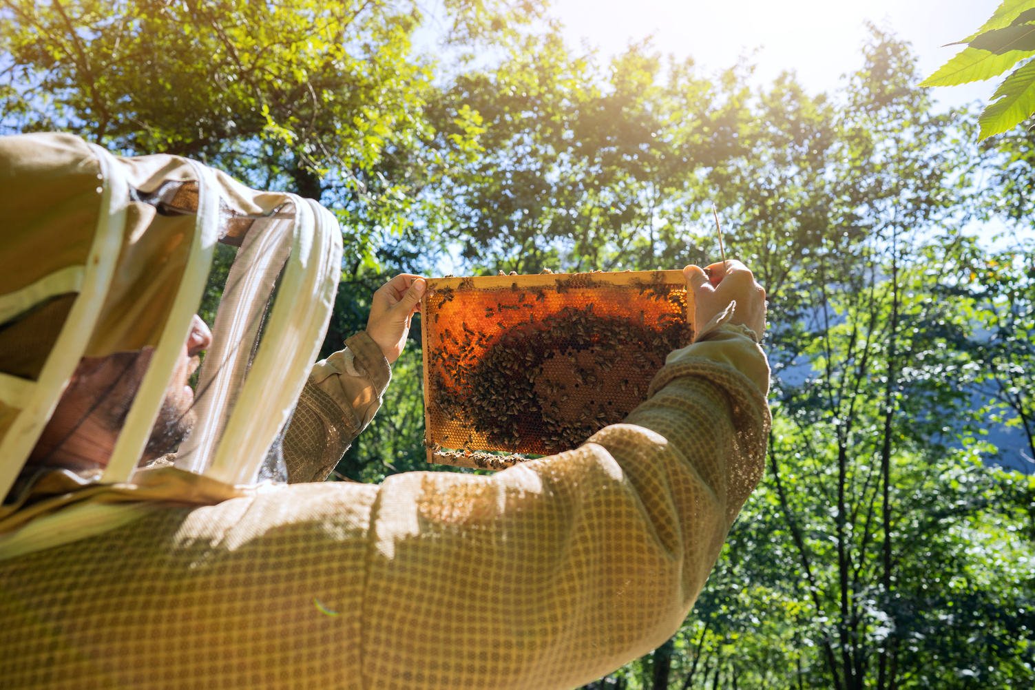 Honey fraud hits Türkiye’s market as popular brands get added to the Ministry’s list for selling fake honey – with expert tips for spotting fake honey at home. (Adobe Stock Photo)