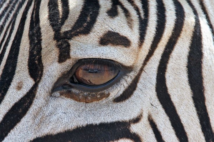 Türkiye’s Agriculture Ministry exposes food fraud: Zebra meat claims spark debate