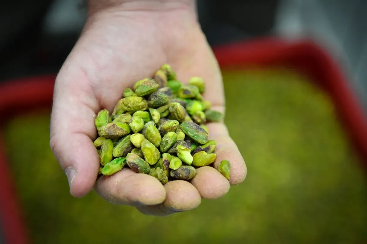 Türkiye’s rising pistachio production fails to boost exports, exporters voice concerns