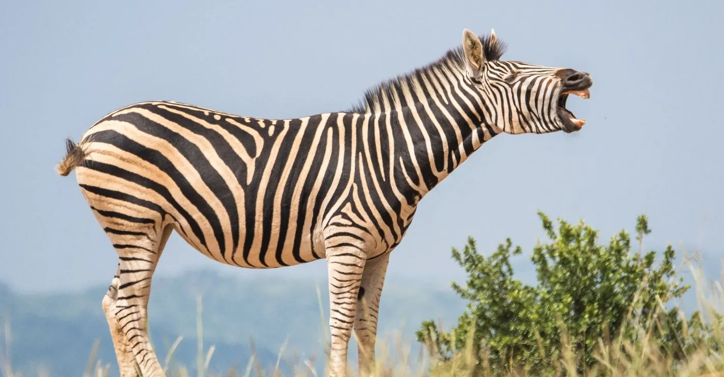 Türkiye’s Agriculture Ministry exposes food fraud: Zebra meat claims spark debate
