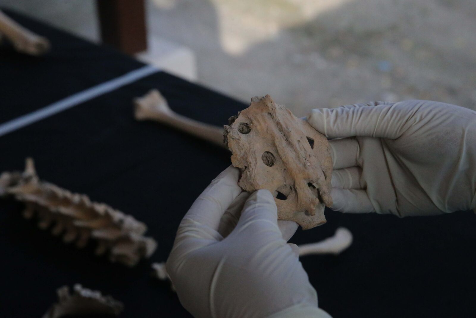 'City of Gladiators,' Türkiye's Stratonikeia reveals ancient genetic secrets