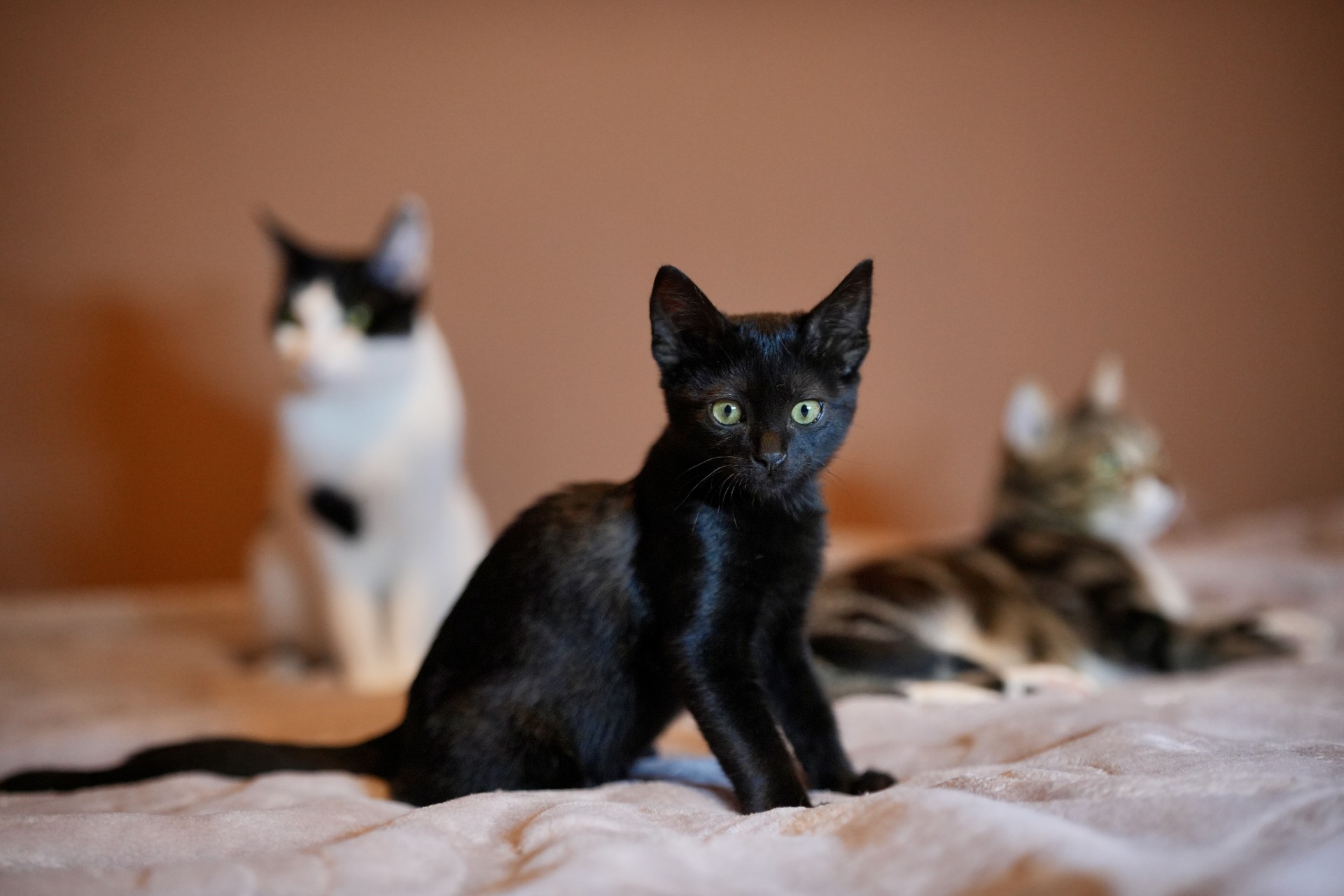 Why black cats, tabbies are last to find homes in Istanbul?