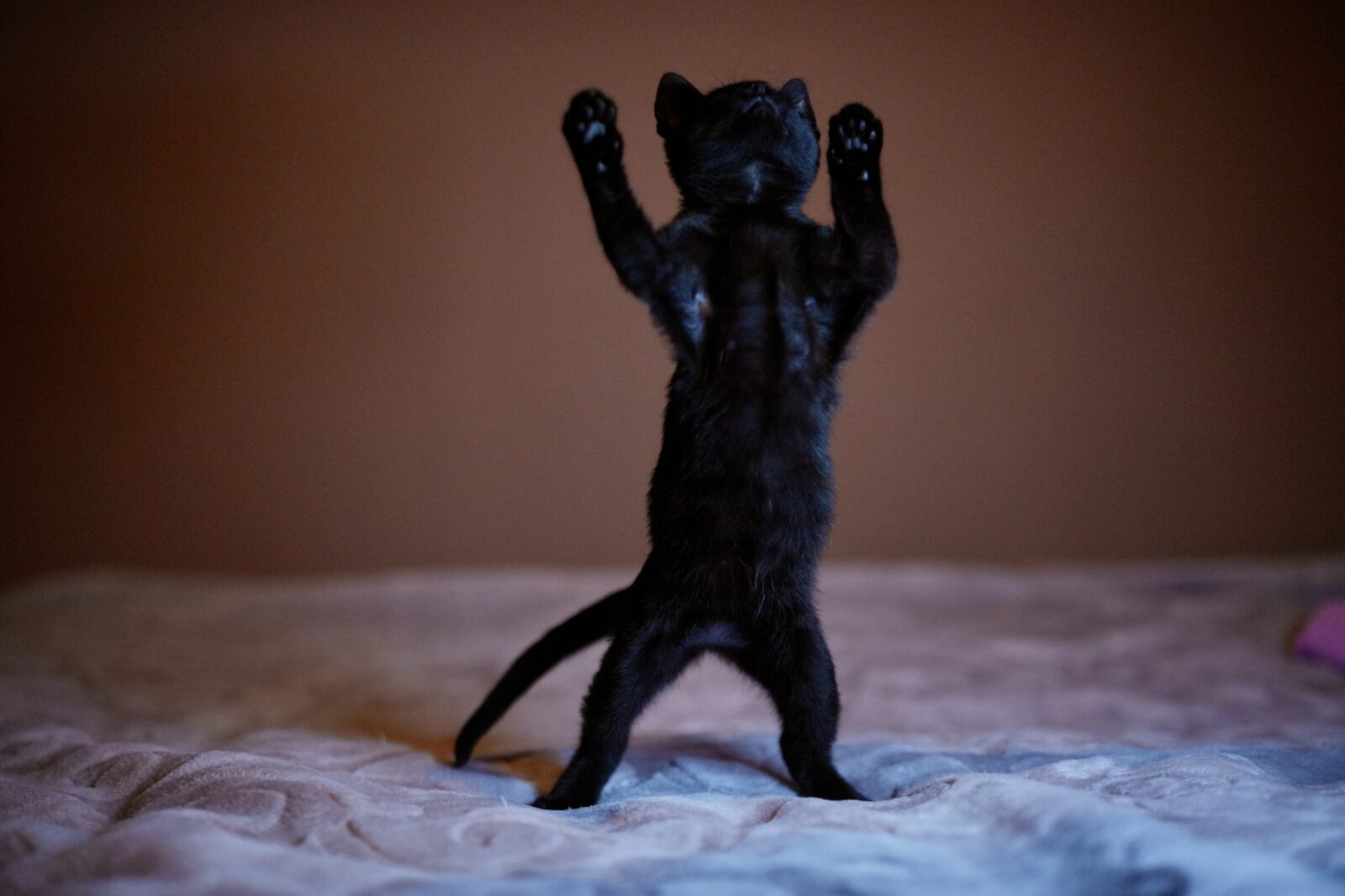 Black cat, Türkiye, Dec. 9, 2024. (AA Photo)