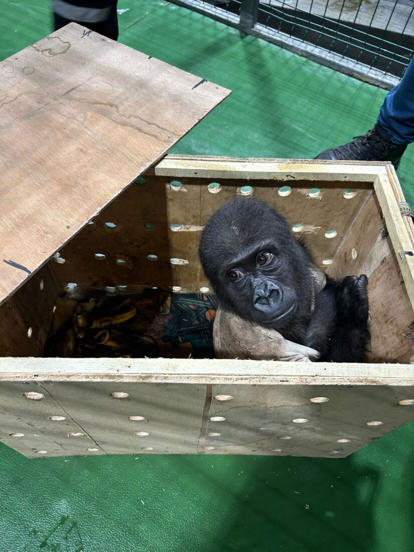 Customs officers intercepted a critically endangered baby gorilla in cargo at Istanbul Airport, Türkiye, Dec. 22, 2024. (AA Photo)