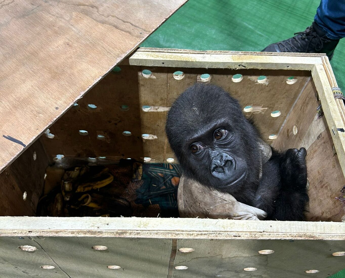 Customs officers intercept a critically endangered baby gorilla in cargo at Istanbul Airport, Türkiye, Dec. 22, 2024. (Photo via AA)