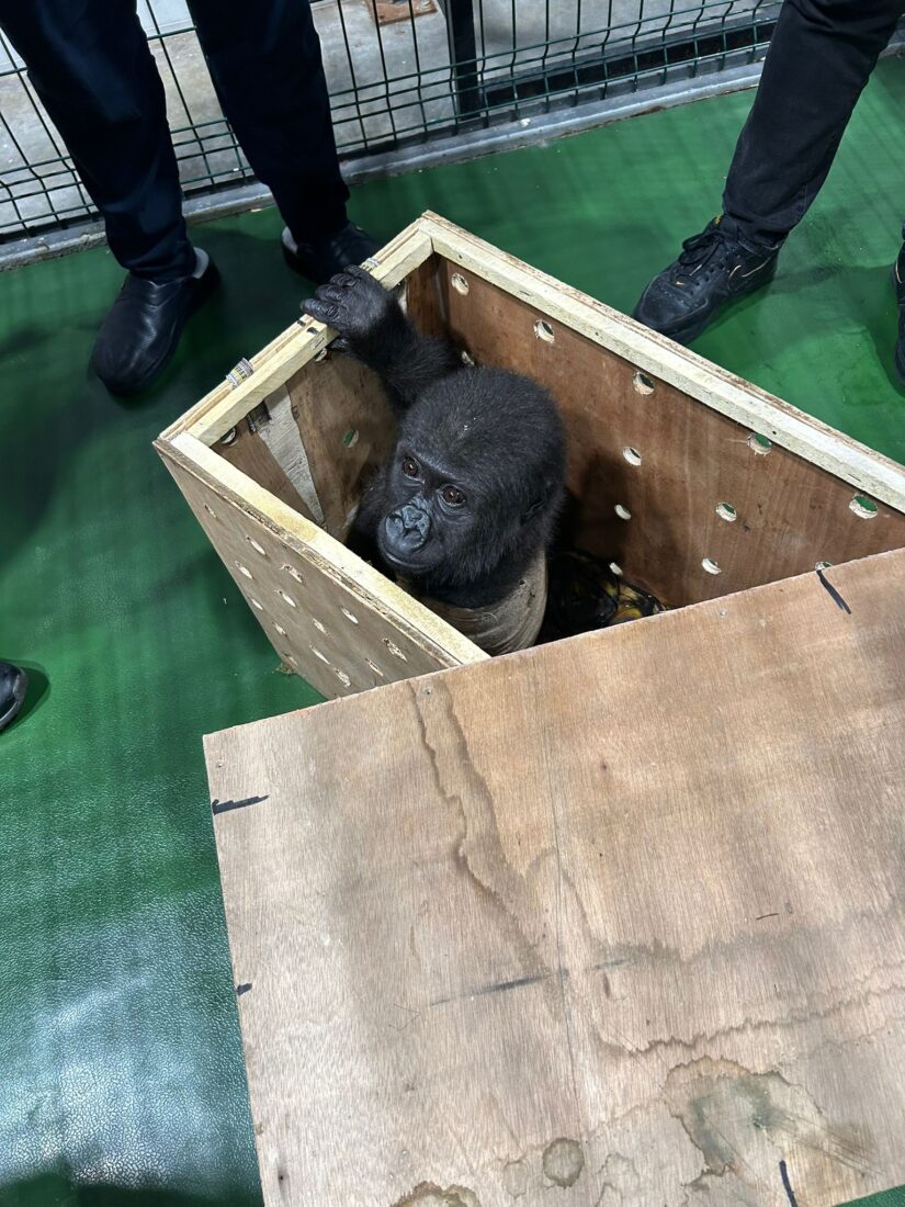 Illegal gorilla transport stopped by Istanbul Airport customs during routine inspection, Türkiye, December 22, 2024. (Photo via AA)