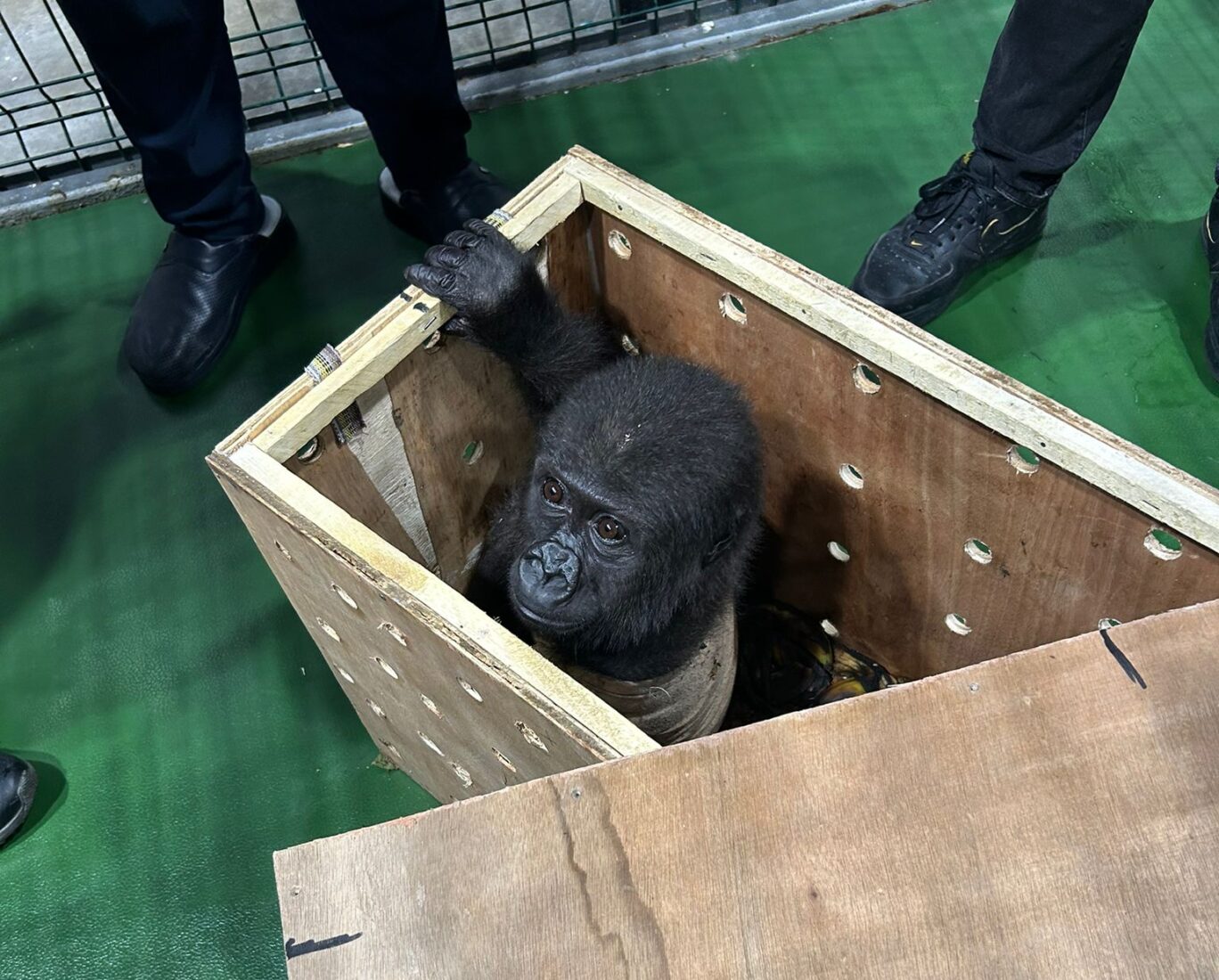 Illegal baby gorilla transport stopped by Istanbul Airport customs during routine inspection, Türkiye, Dec. 22, 2024. (Photo via AA)