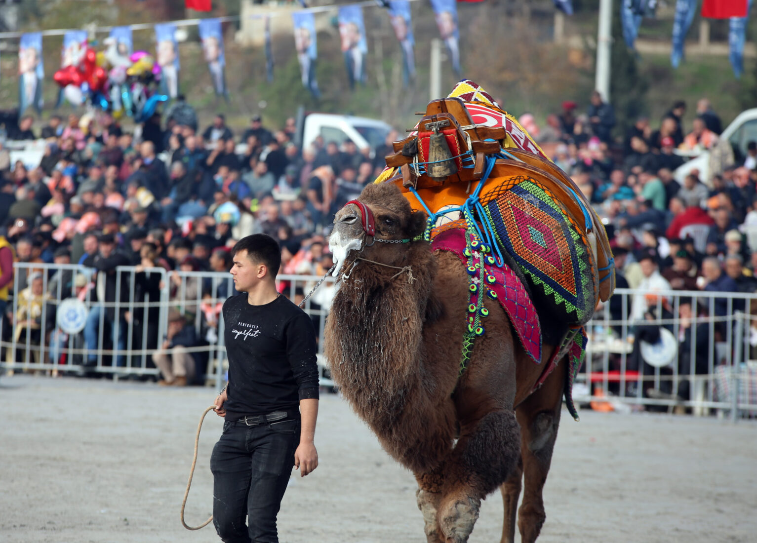 Animal competition traditions: Türkiye's camel wrestling vs. Spain's bullfighting