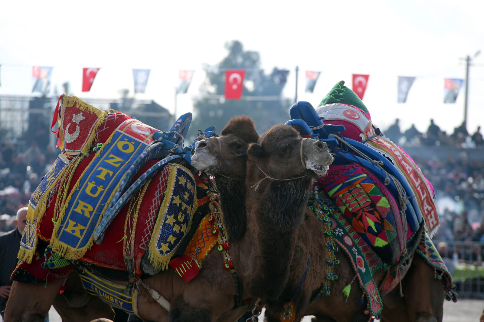 Animal competition traditions: Türkiye's camel wrestling vs. Spain's bullfighting