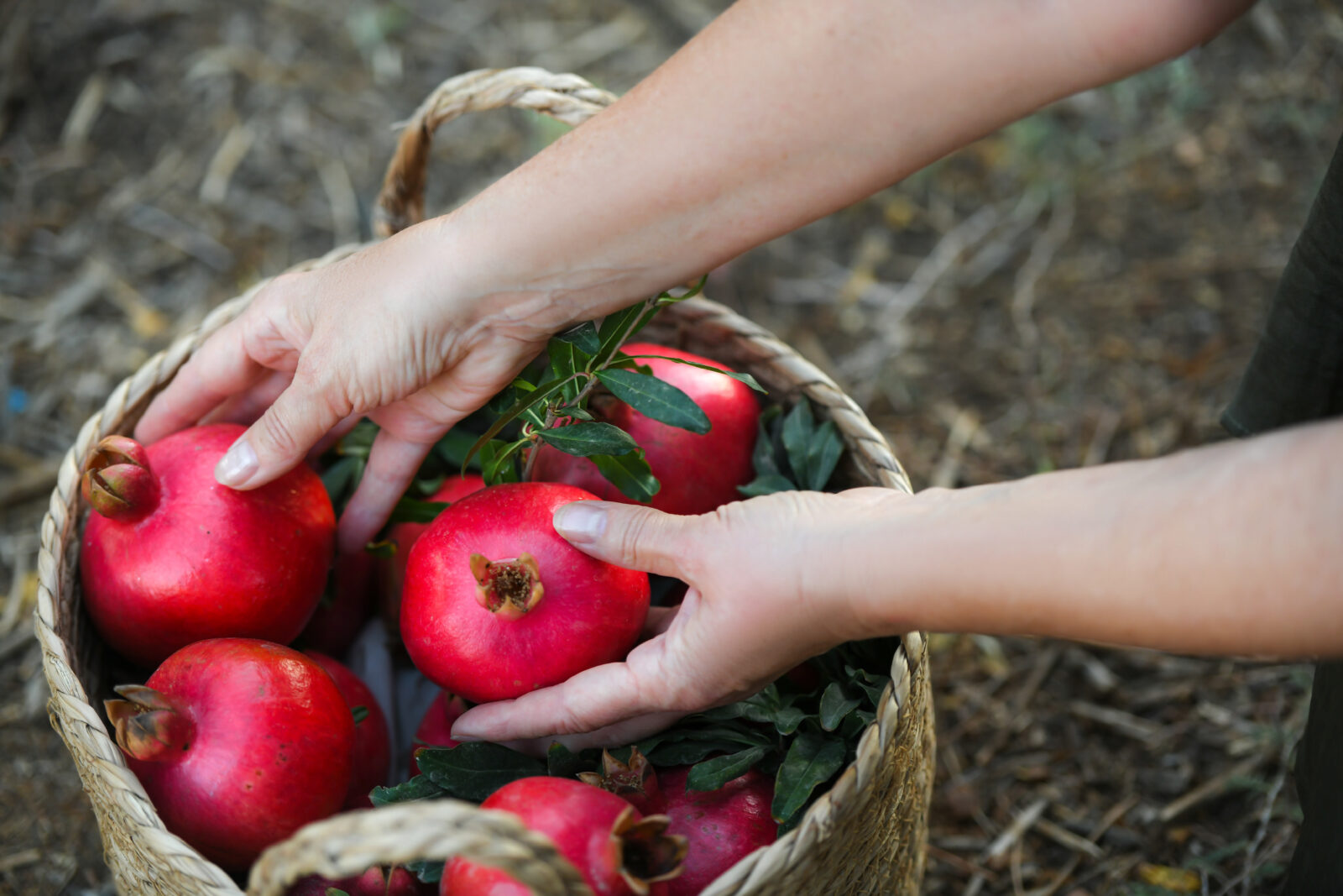 Pomegranates, symbolic of abundance and prosperity, play an important role in Türkiye’s New Year’s Eve traditions. (Adobe Stock Photo)