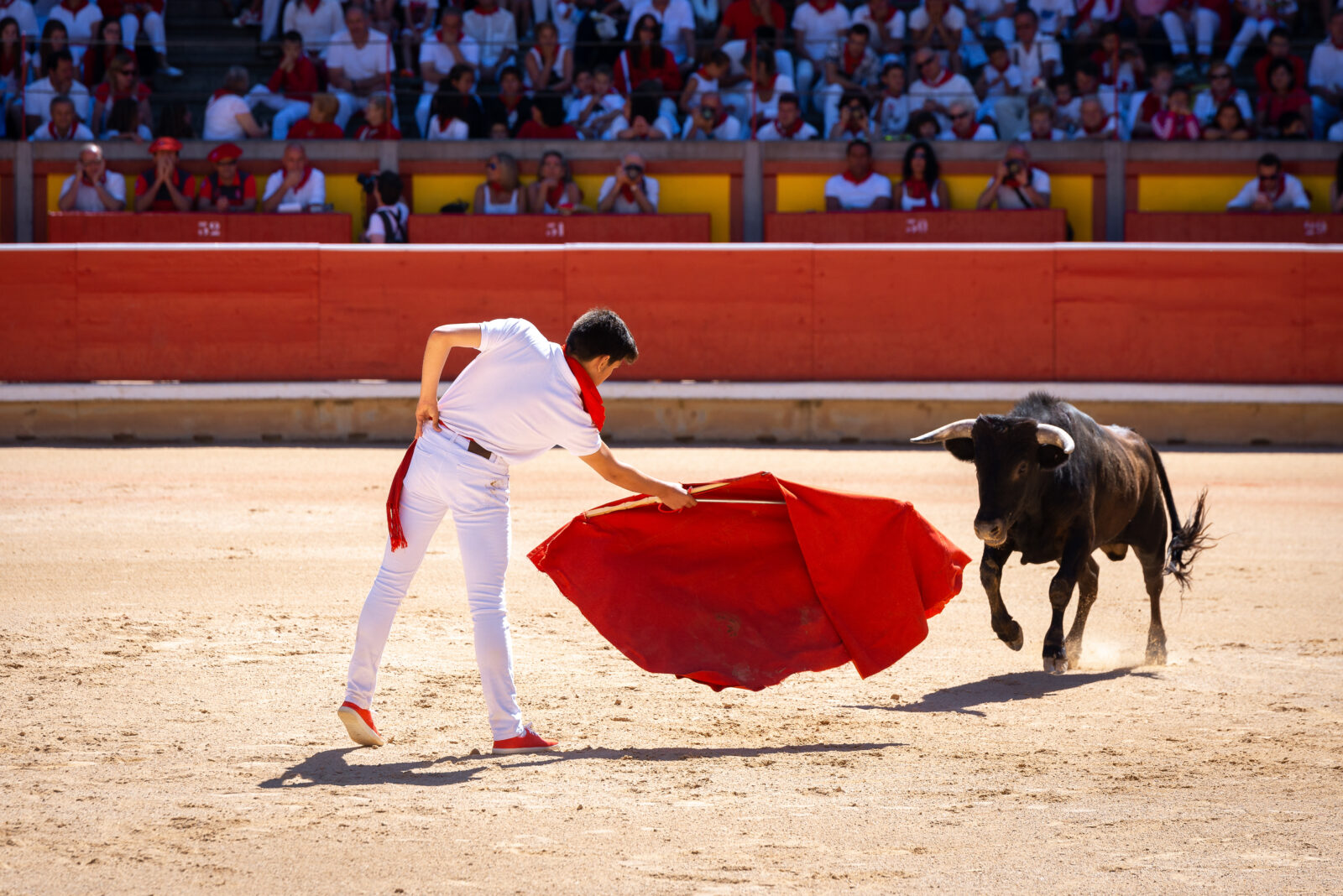 Animal competition traditions: Türkiye's camel wrestling vs. Spain's bullfighting