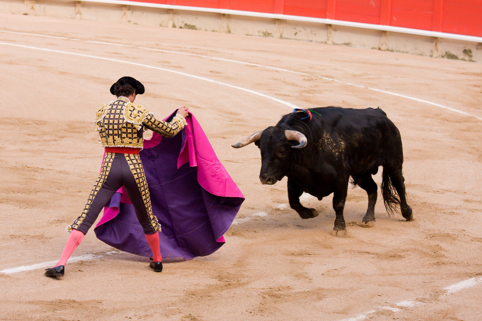 Animal competition traditions: Türkiye's camel wrestling vs. Spain's bullfighting