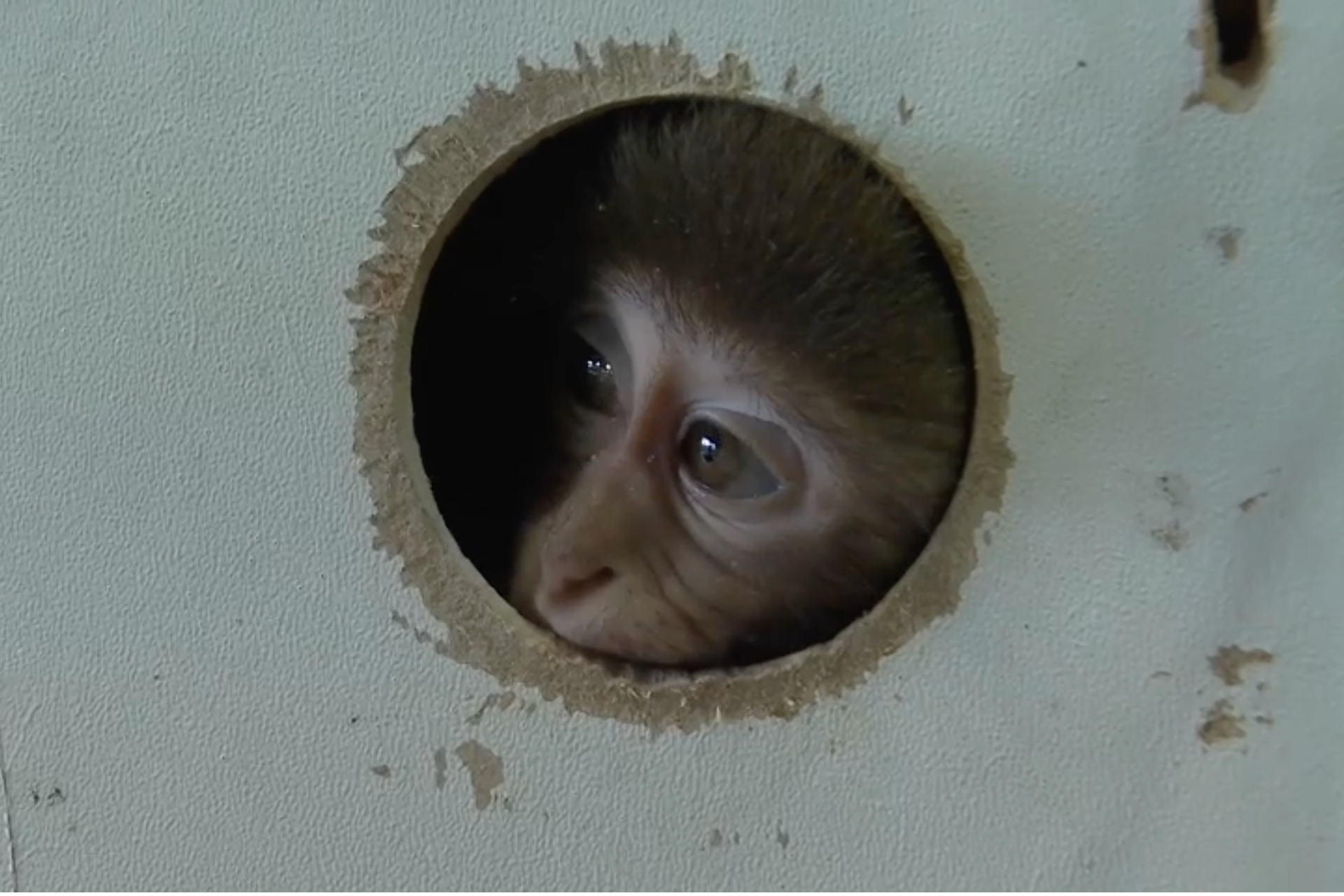 Türkiye's growing role in global wildlife trafficking: What is driving the rise?