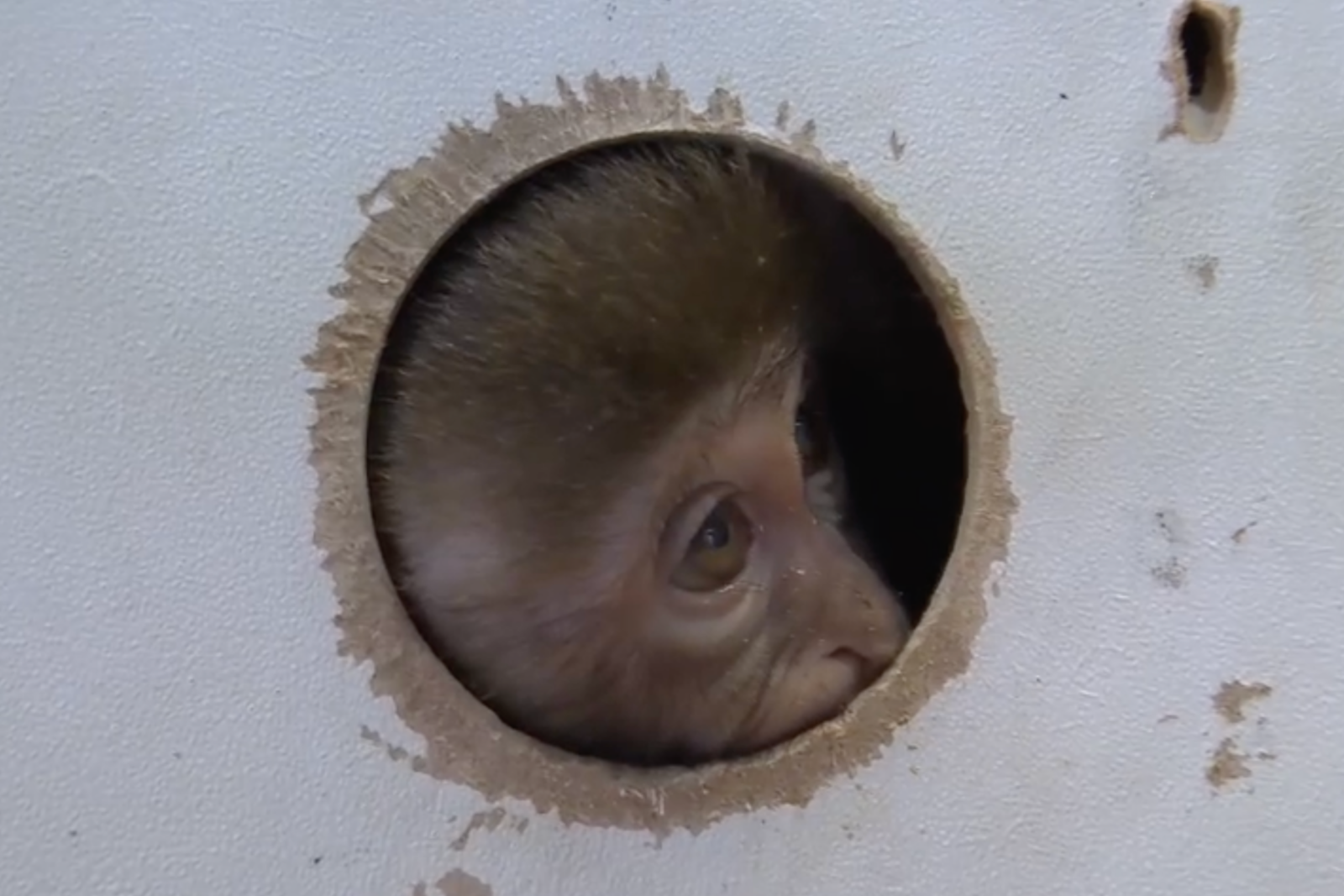 Antalya bus terminal security rescues baby rhesus monkey in wildlife smuggling case, Türkiye, Dec. 27, 2024. (AA Photo)