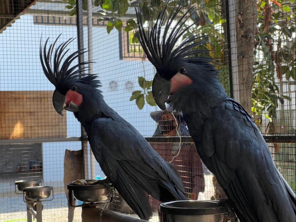 Black palm cockatoos and other birds are among the rescued animals in Thailand, December 27, 2024. (IHA Photo)