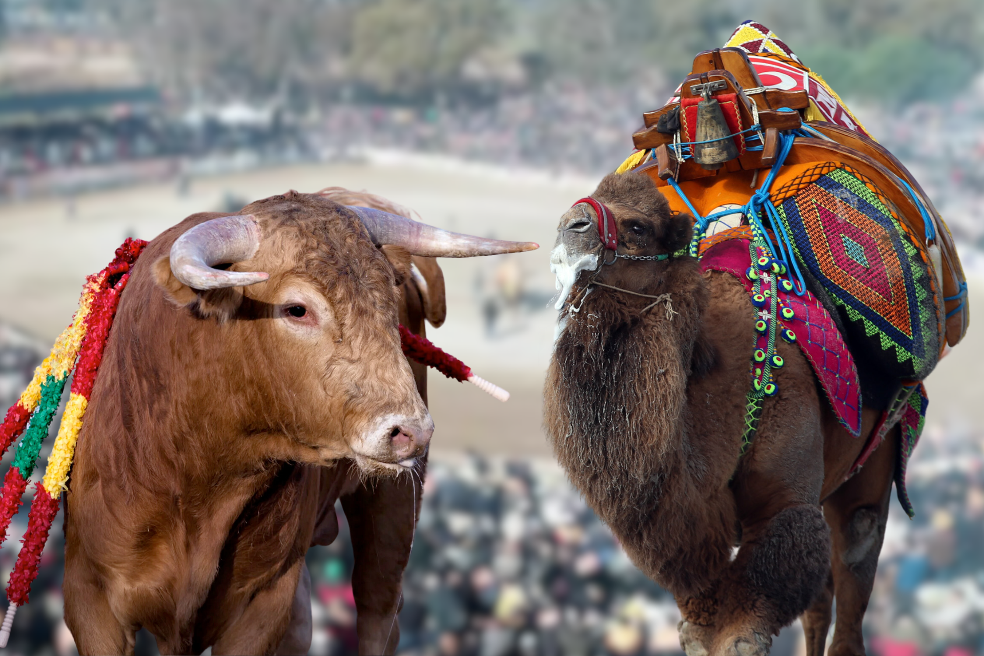 Animal competition traditions: Türkiye's camel wrestling vs. Spain's bullfighting