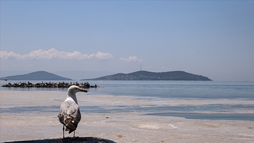 Seagull stands in front of mucilage (sea snot), which continues to cover the surface of the Marmara Sea in Istanbul, Türkiye, June 6, 2021. (AA Photo)