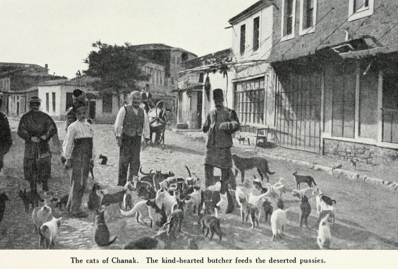 Cats and dogs being fed by a butcher in Ottoman Canakkale demonstrates the community-driven animal welfare system. (Photo via Ottoman Imperial Archives)