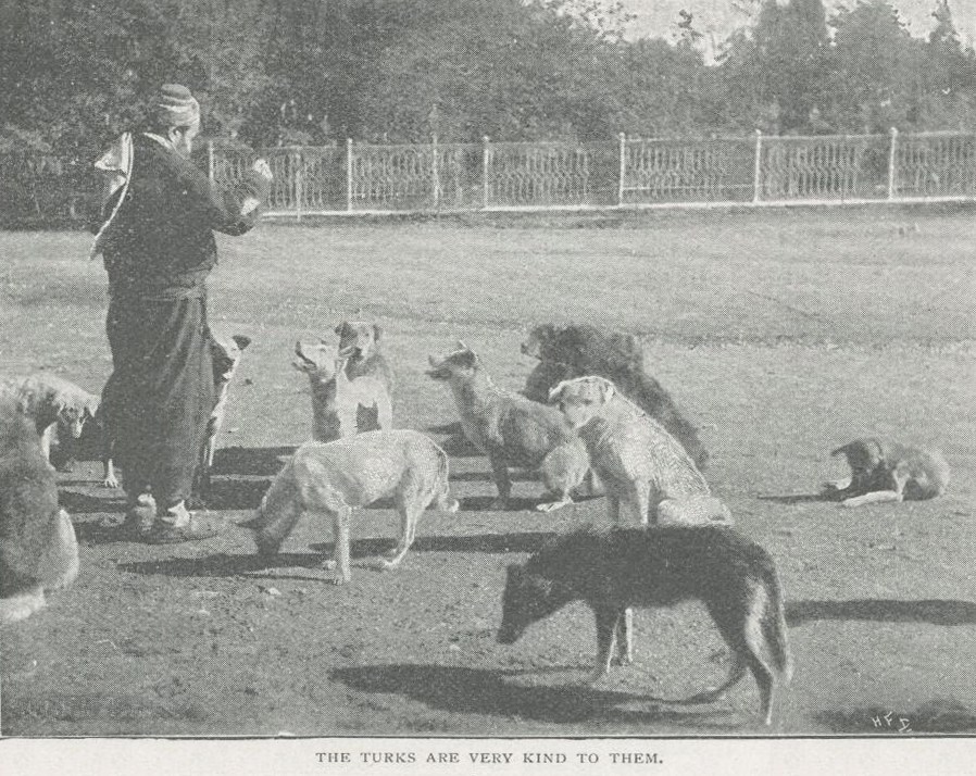 Stray dogs being fed in the Ottoman era benefited from dedicated foundations that ensured their nourishment and shelter. (Photo via Ottoman Imperial Archives)