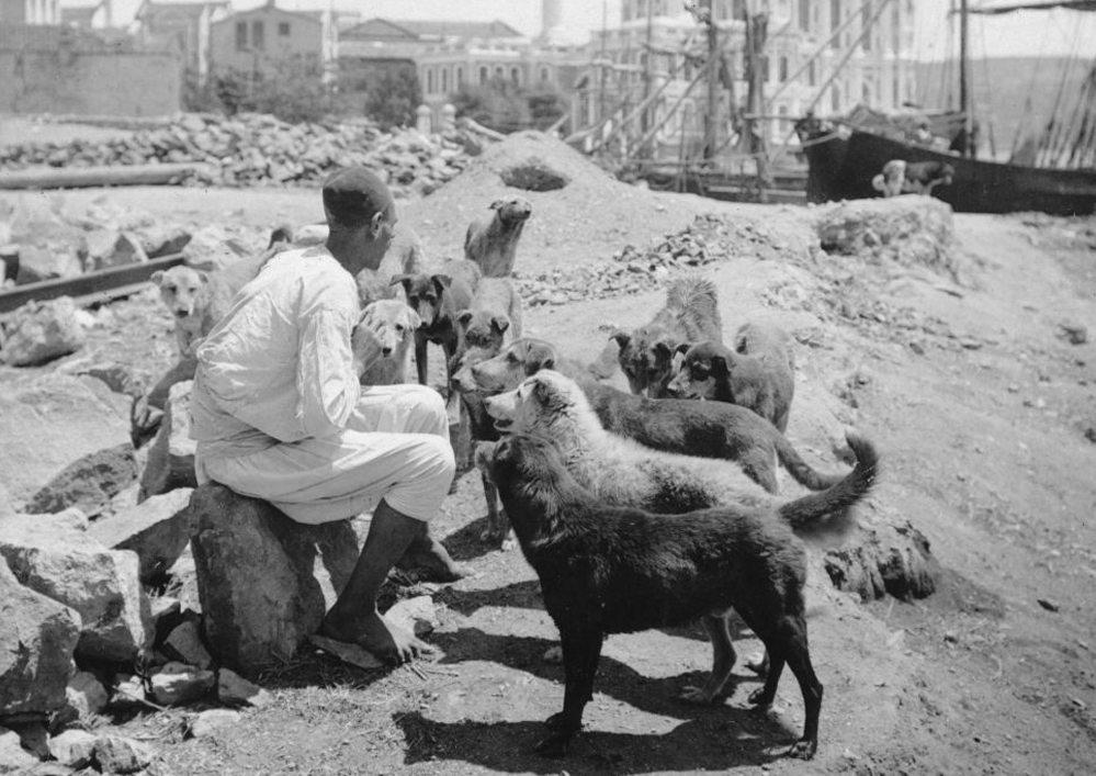 Ottoman animal welfare was enforced through legal regulations and foundations, ensuring care for stray and working animals. (Photo via Ottoman Imperial Archives)