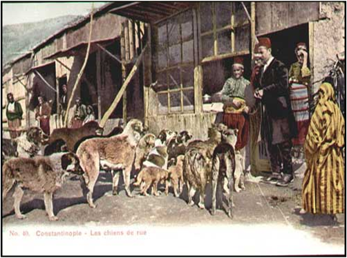 The Ottoman Empire's approach to the issue of stray dogs changed throughout the centuries. (Photo via Sniffing the Past)