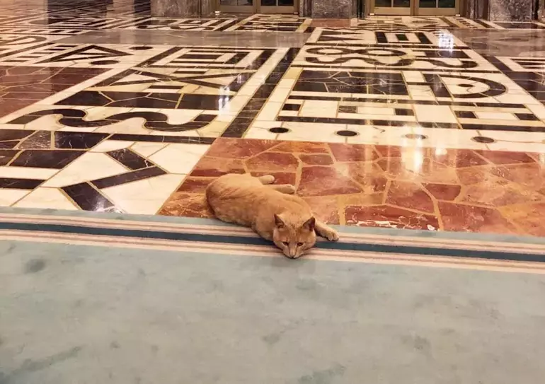 Parliamentary cats: Unofficial members of Türkiye